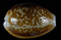 藏品(紅花寶螺)的圖片